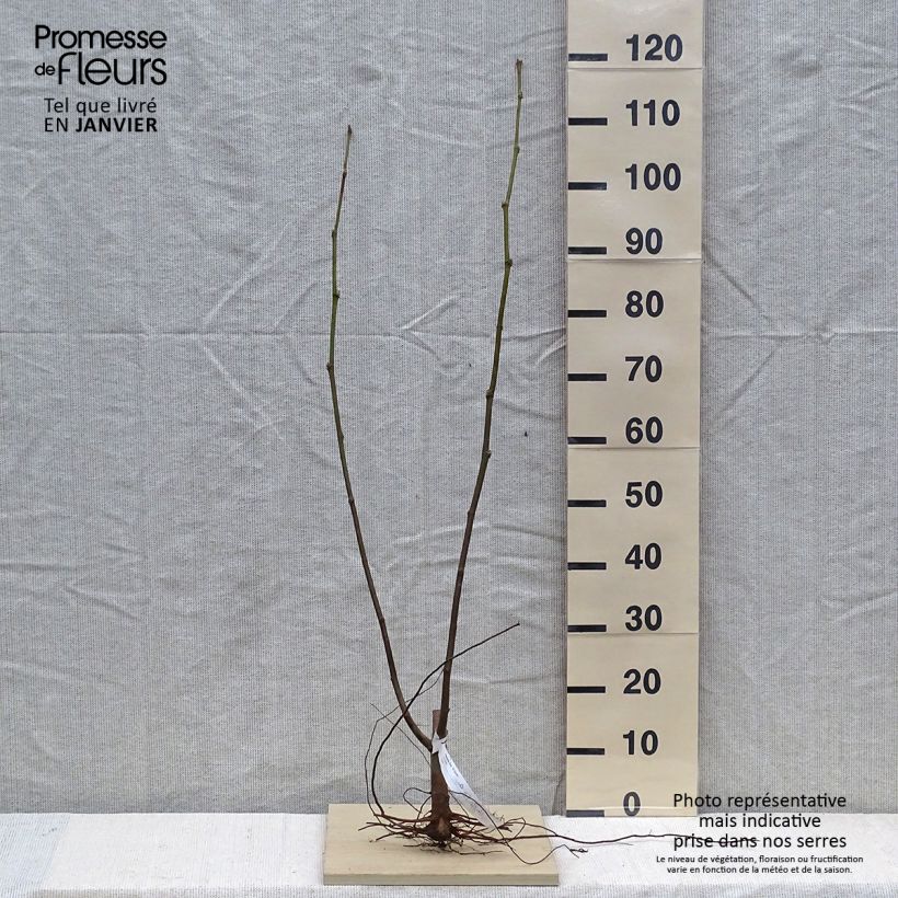 Spécimen de Platanus hispanica El Gordo - Platane  Racines nues tel que livré en hiver