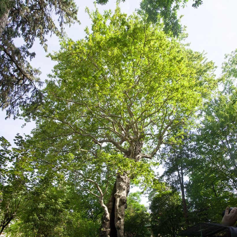 Platanus orientalis - Platane d'Orient (Plant habit)