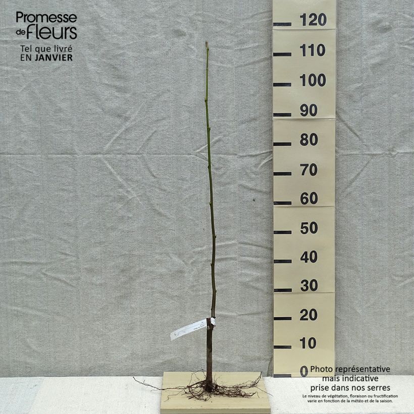 Example of Platanus x hispanica Malburg - Platane  Racines nues as you get in hiver