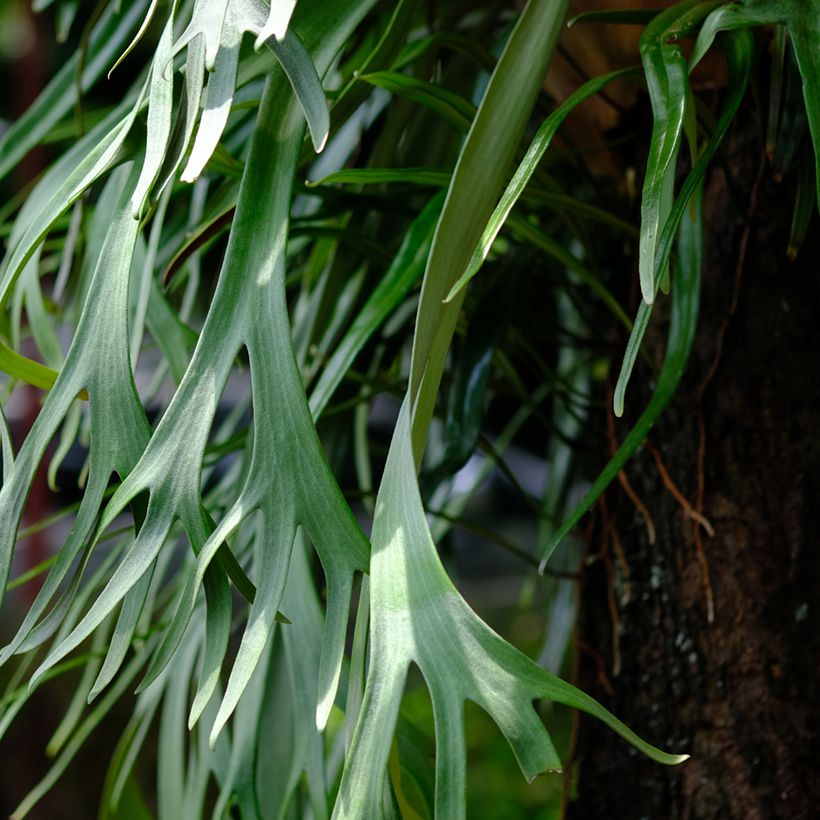 Platycerium bifurcatum - Corne d'élan (Feuillage)