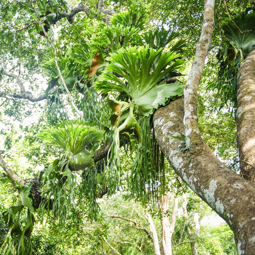 Platycerium bifurcatum - Corne d'élan (Port)
