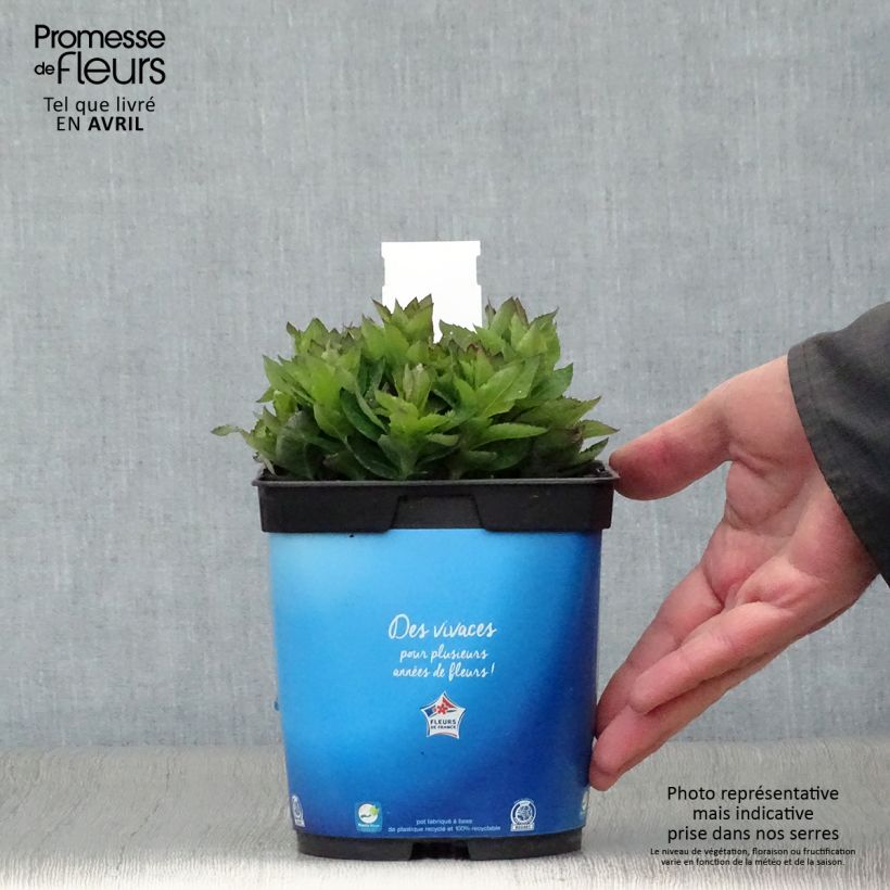 Example of Platycodon grandiflorus Astra Blue Pot de 2L/3L as you get in printemps