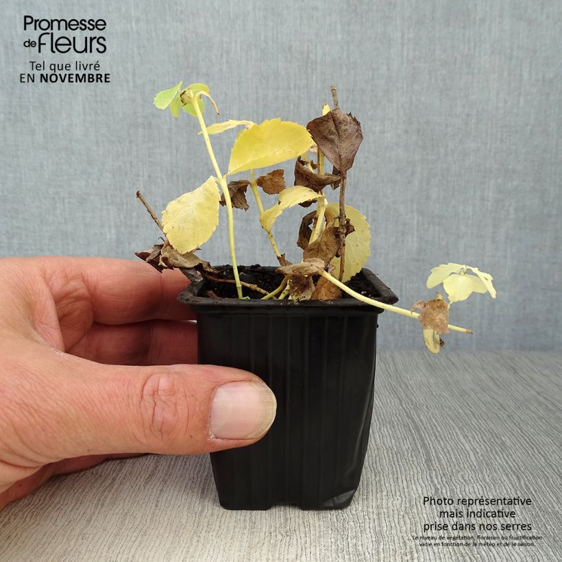 Spécimen de Platycodon grandiflorus Fuji White Godet de 7/8 cm tel que livré en automne
