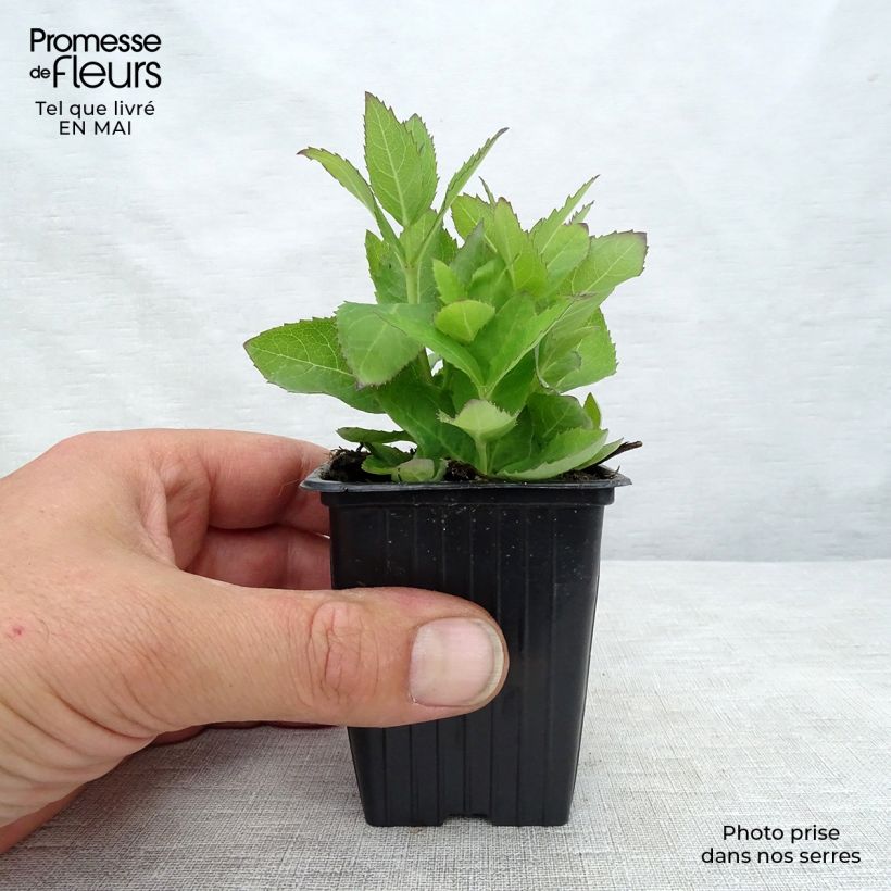 Example of Platycodon grandiflorus Mariesii Godet de 7/8 cm as you get in printemps