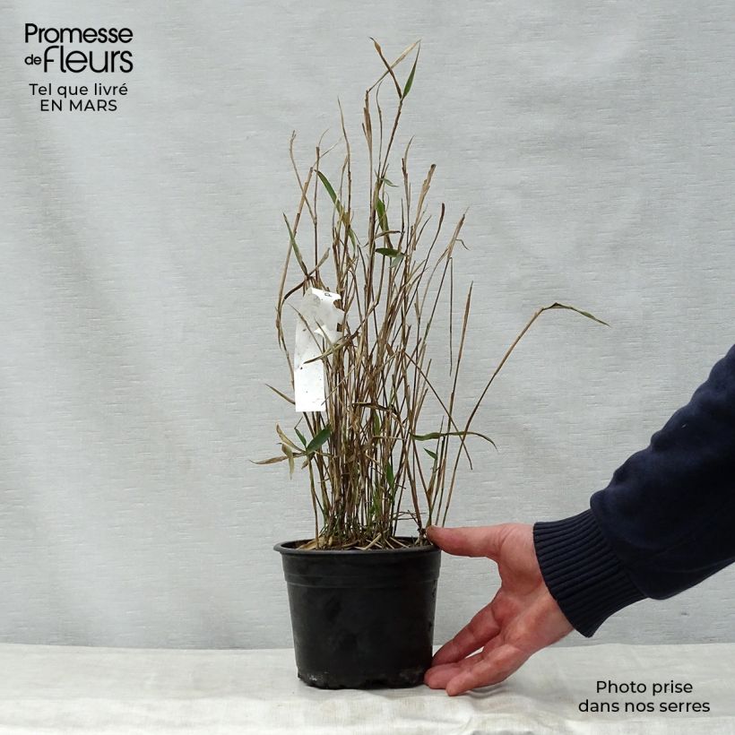 Example of Pleioblastus argenteostriatus f. pumilus - Bambou nain Pot de 1L/1,5L as you get in printemps