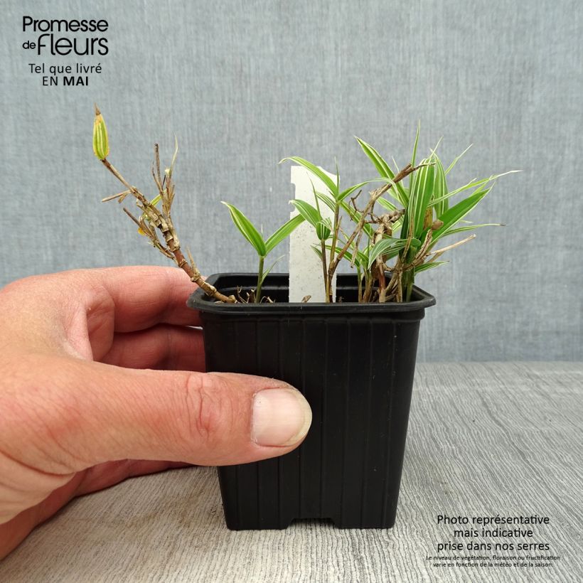 Example of Pleioblastus chino Elegantissimus - Petit bambou panaché Godet de 8/9 cm as you get in printemps