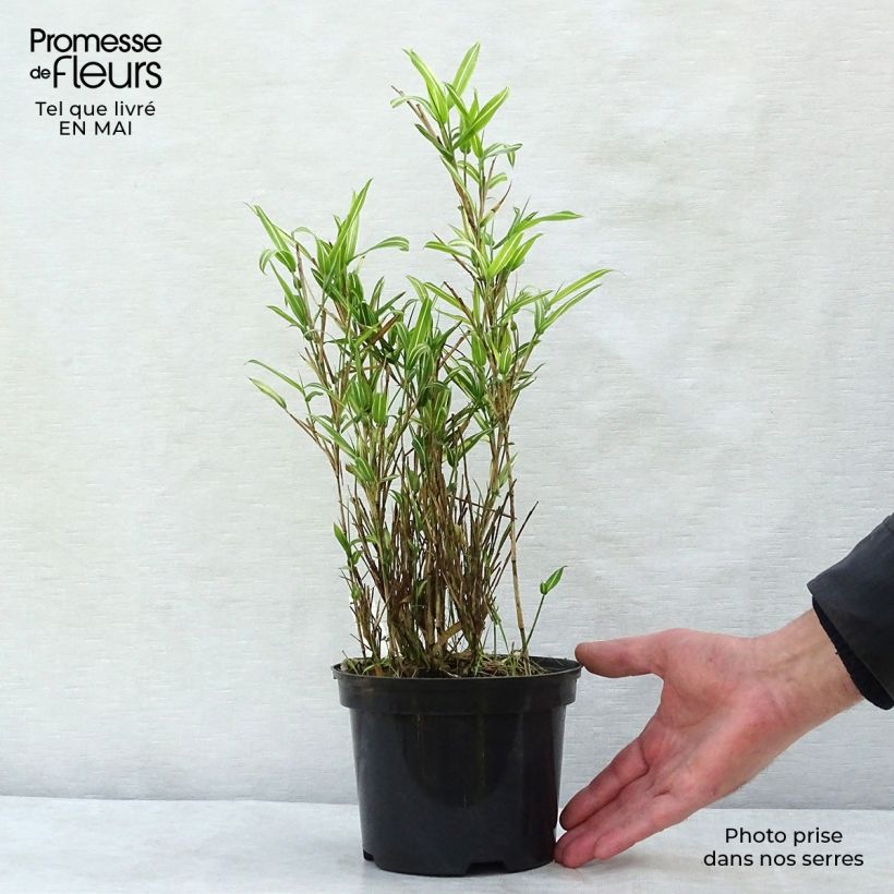 Example of Pleioblastus fortunei Variegatus - Bambou nain Pot de 1L/1,5L as you get in printemps