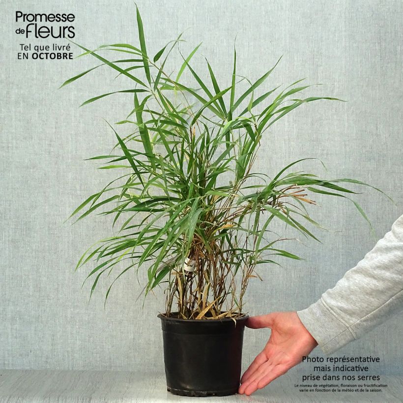 Spécimen de Pleioblastus linearis - Bambou moyen 2/3L Pot de 2L/3L tel que livré en automne