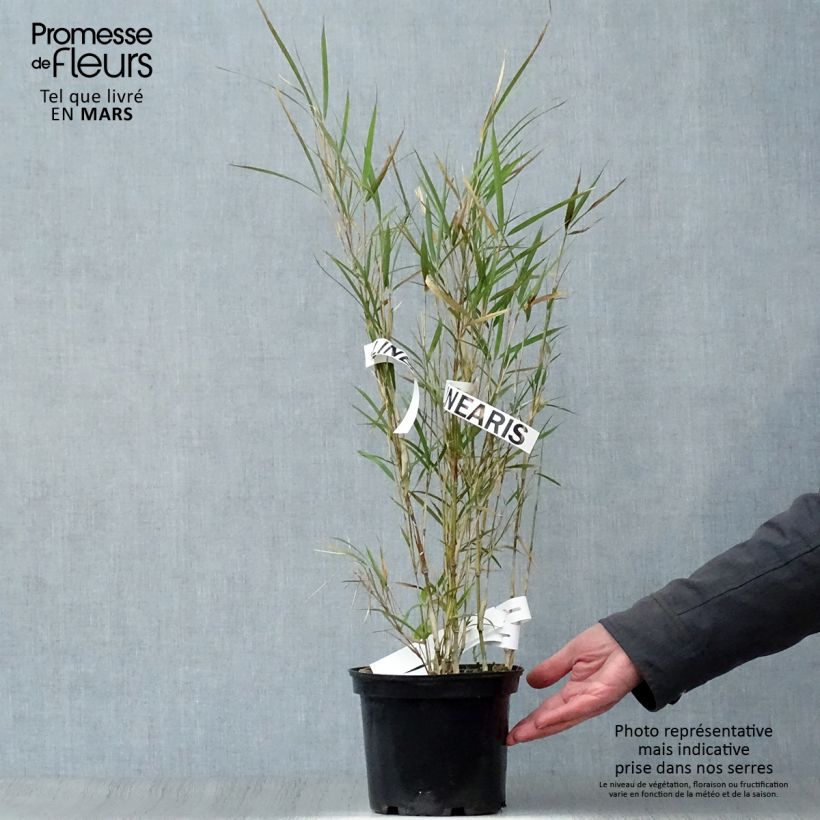 Example of Pleioblastus linearis - Bambou moyen 2/3L Pot de 2L/3L as you get in printemps