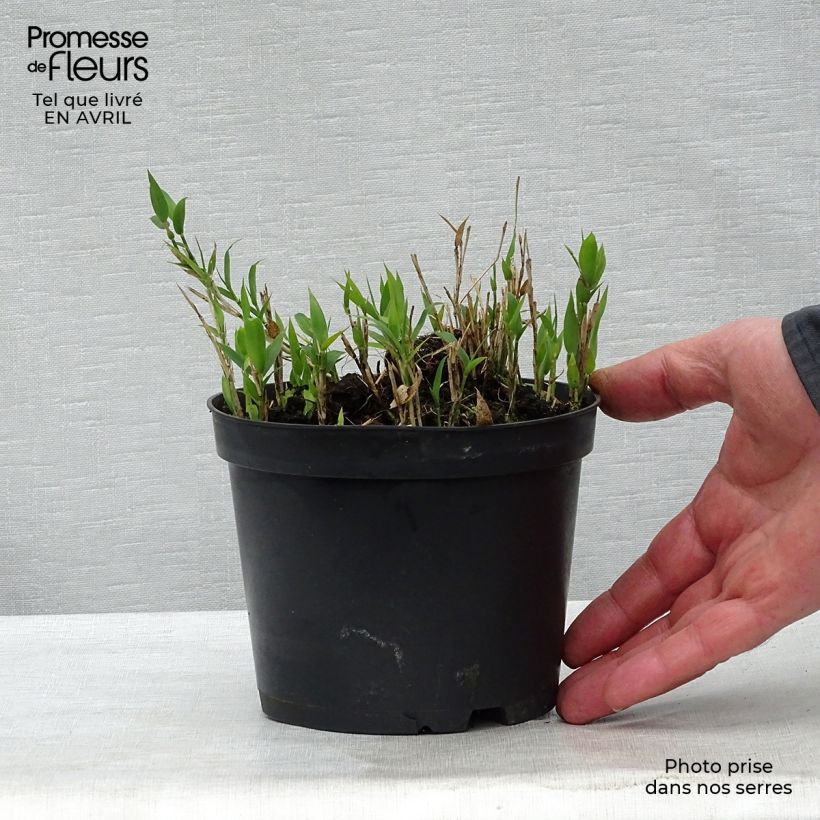 Example of Pleioblastus pygmaeus - Bambou nain Pot de 1L/1,5L as you get in printemps
