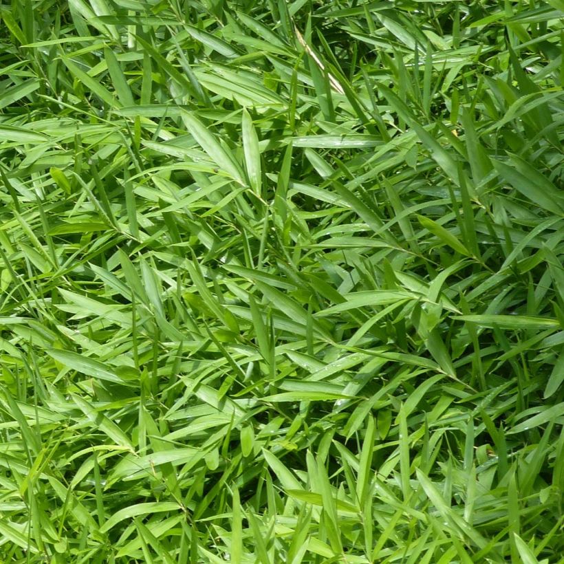 Pleioblastus pygmaeus Distichus - Bambou nain (Foliage)