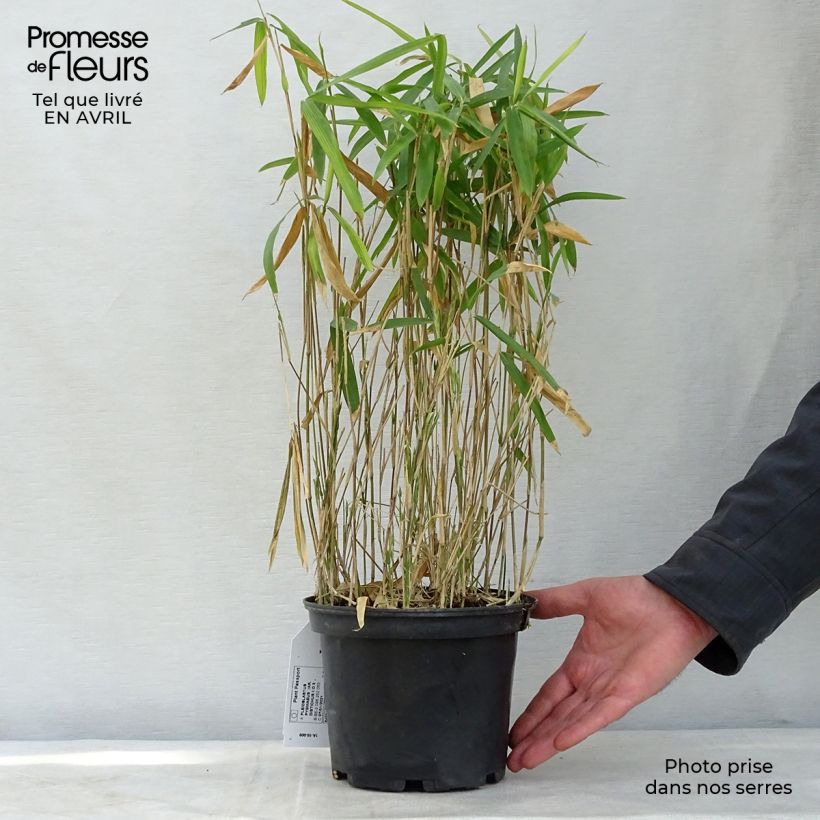 Example of Pleioblastus pygmaeus Distichus - Bambou nain Pot de 2L/3L as you get in printemps