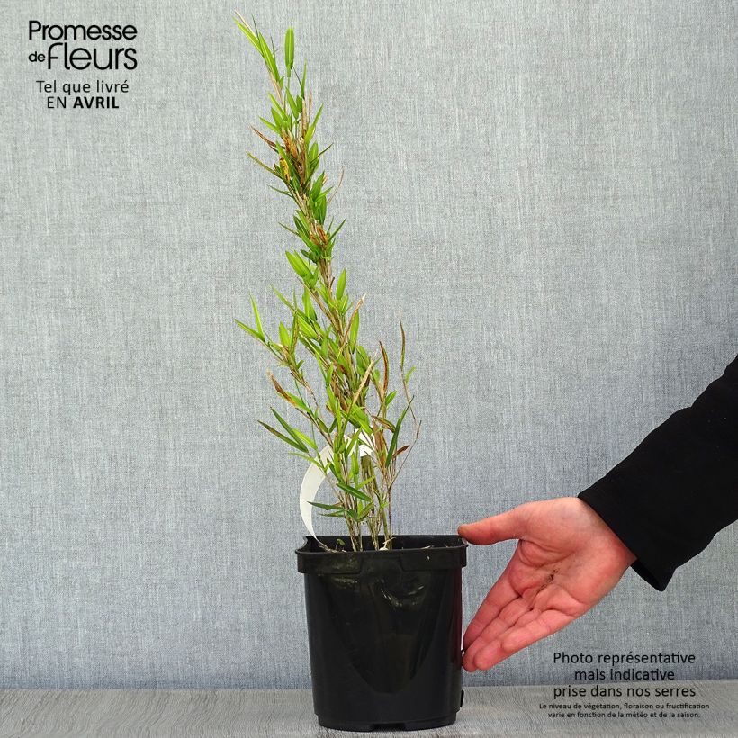 Example of Pleioblastus shibuyanus Tsuboï - Bambou nain panaché Pot de 1,5L/2L as you get in printemps