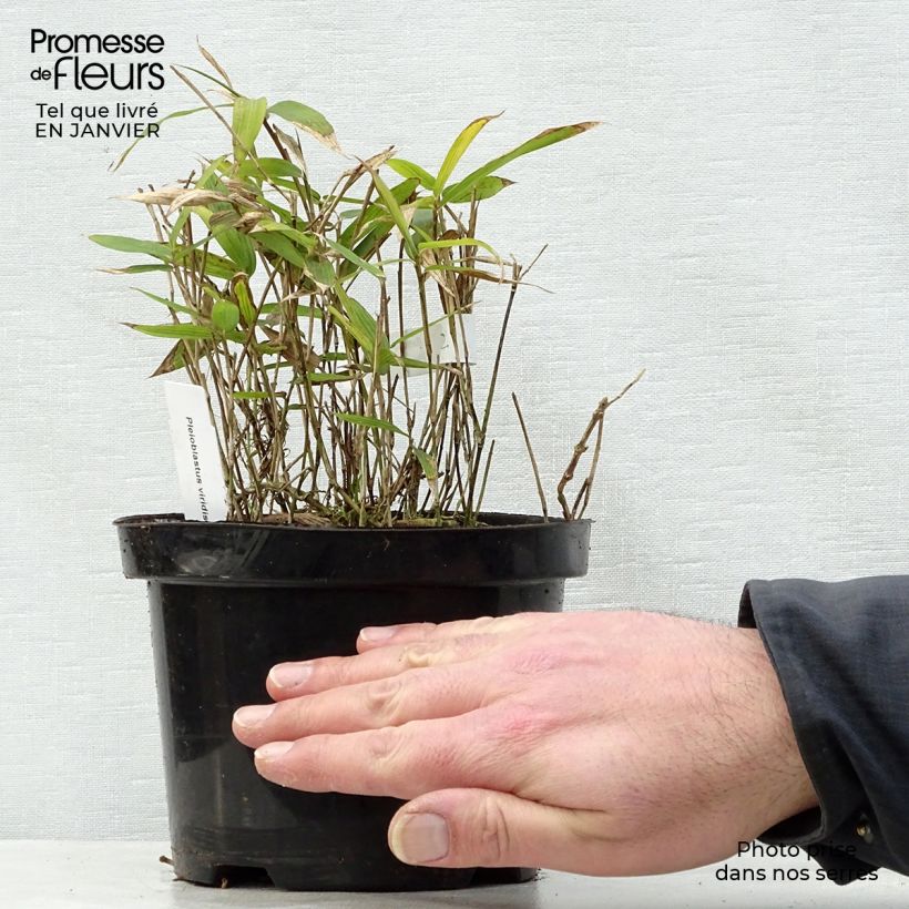 Spécimen de Pleioblastus viridistriatus Vagans - Bambou nain  Pot de 1L/1,5L tel que livré en hiver