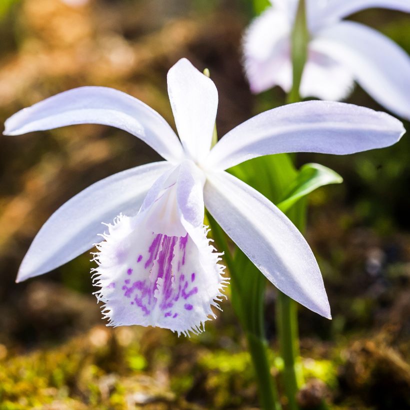Pleione Glacier Peak - Orchidée terrestre (Flowering)