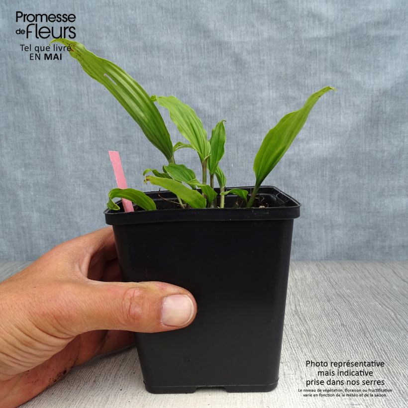 Spécimen de Pleione Tongariro - Orchidée terrestre Pot de 1L/1,5L tel que livré au printemps