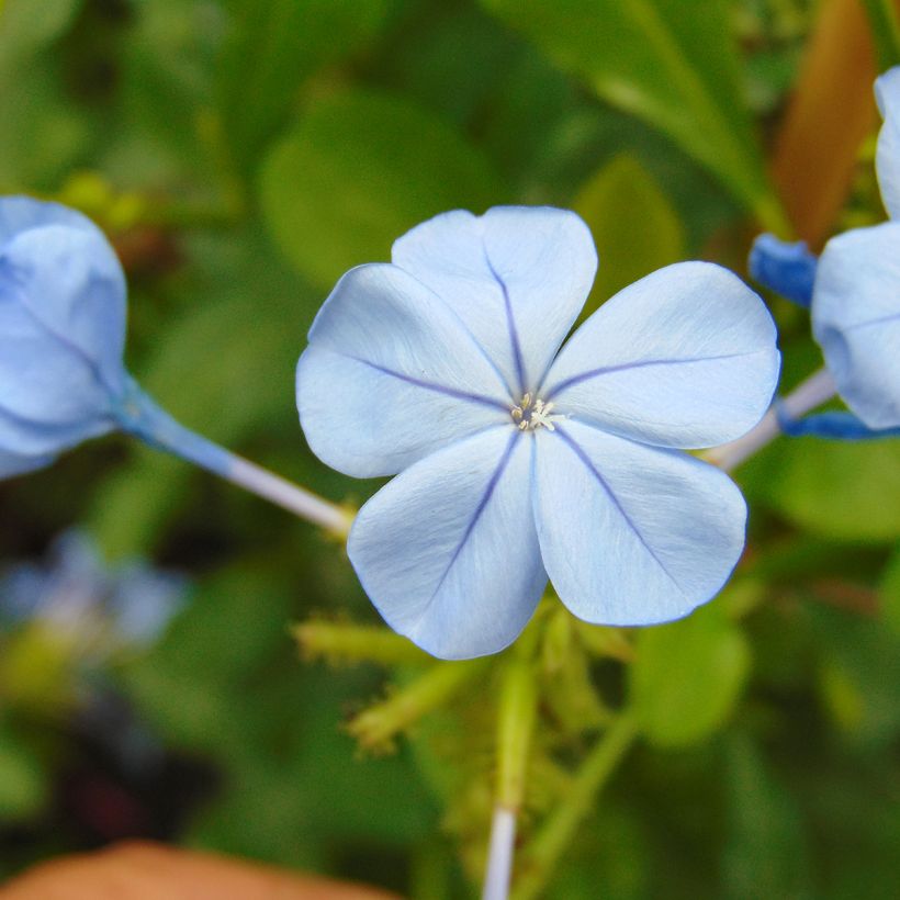 Plumbago auriculata - Plumbago capensis - Dentelaire du Cap (Flowering)
