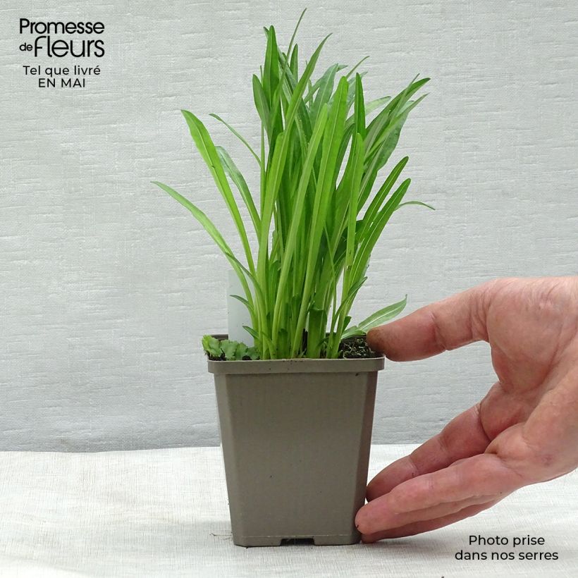 Spécimen de Plume du Kansas - Liatris spicata Alba Godet de 8/9 cm tel que livré au printemps