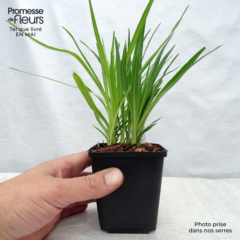 Example of Plume du Kansas - Liatris spicata Floristan White Godet de 8/9 cm as you get in printemps