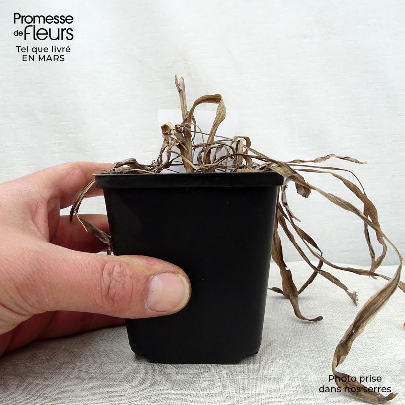 Example of Plume du Kansas ou Liatris spicata Kobold Godet de 8/9 cm as you get in printemps