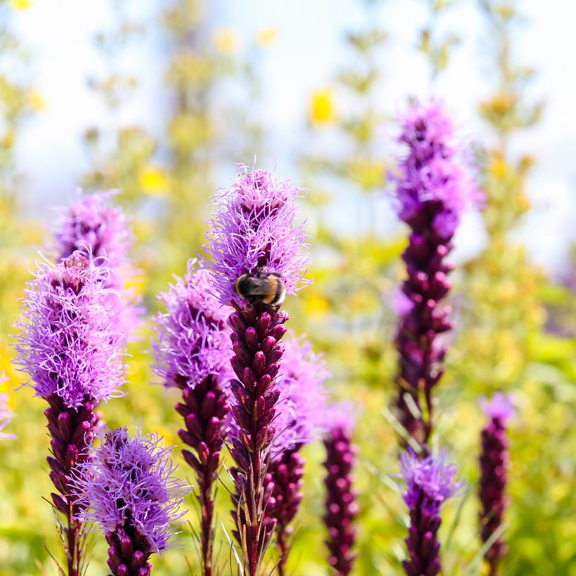 Plume du Kansas ou Liatris spicata Kobold (Flowering)