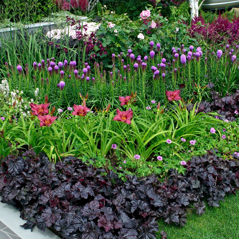 Plume du Kansas ou Liatris spicata Kobold (Plant habit)