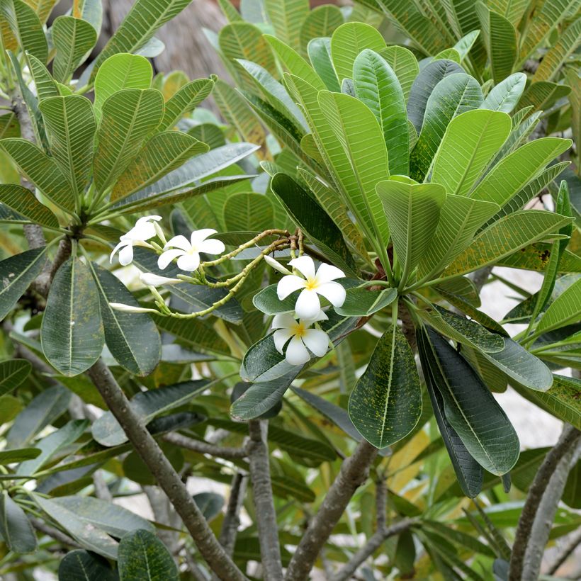 Plumeria obtusa - Frangipanier (Foliage)