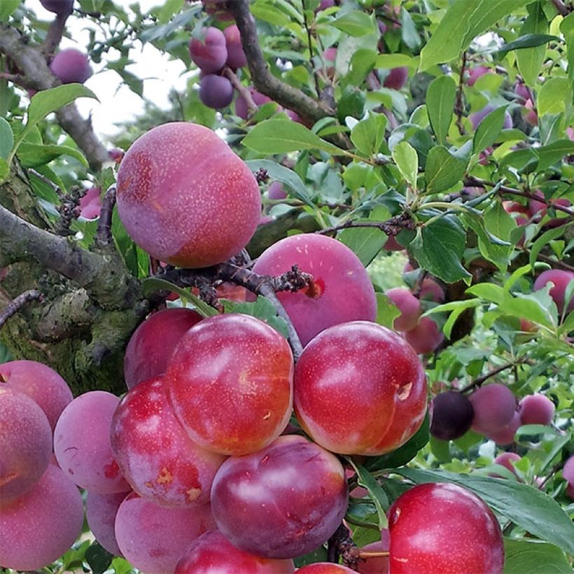 Pluot Pink Candy - Prunus Pluot (Harvest)