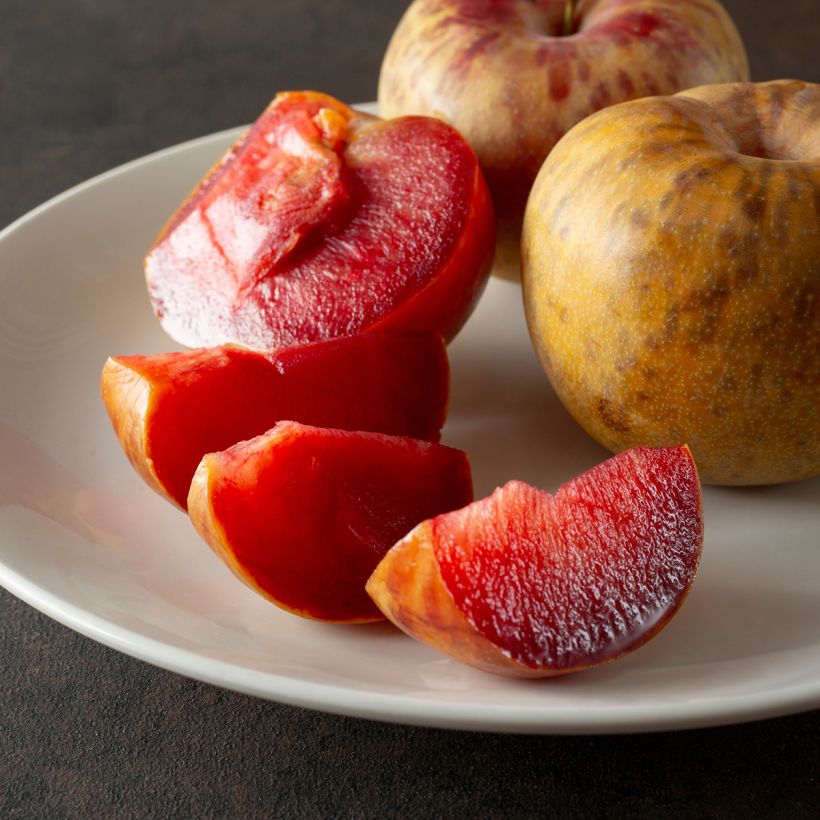 Pluot Dapple Dandy - Prunus Pluot (Récolte)