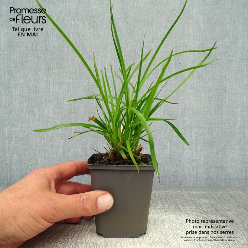 Example of Poa chaixii - pâturin des Sudètes Godet de 8/9 cm as you get in printemps