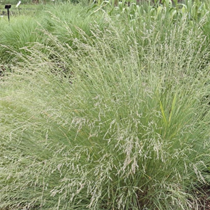 Poa labillardieri - Pâturin (Flowering)