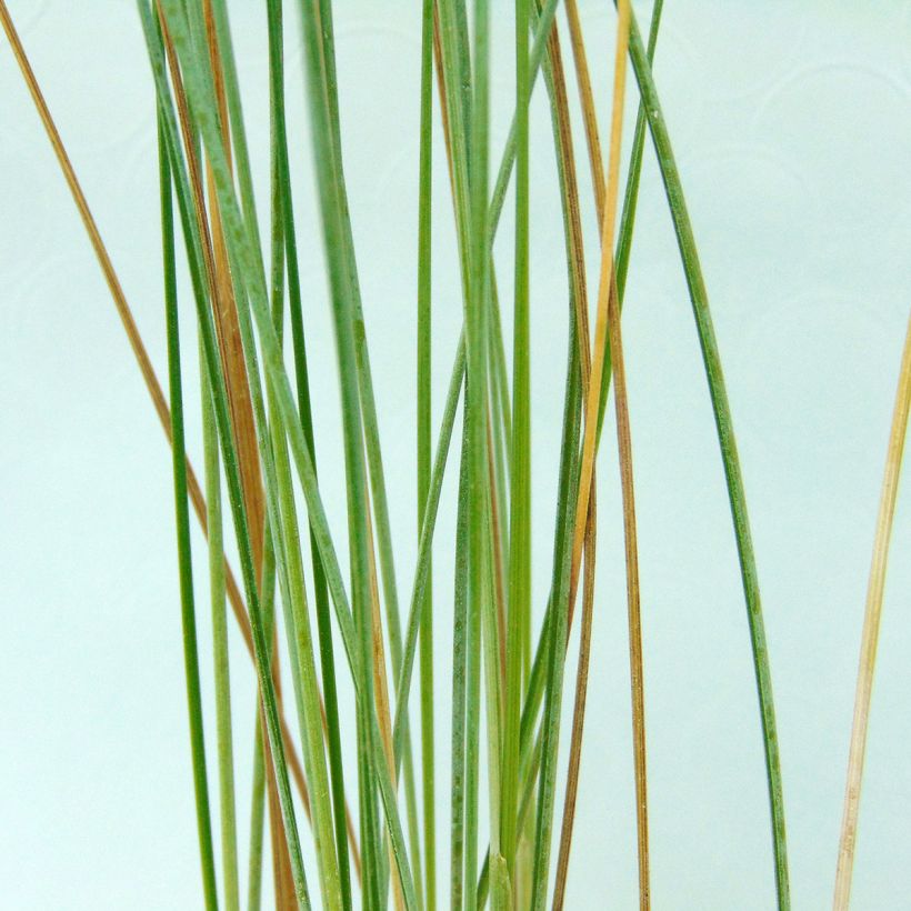 Poa labillardieri - Pâturin (Foliage)