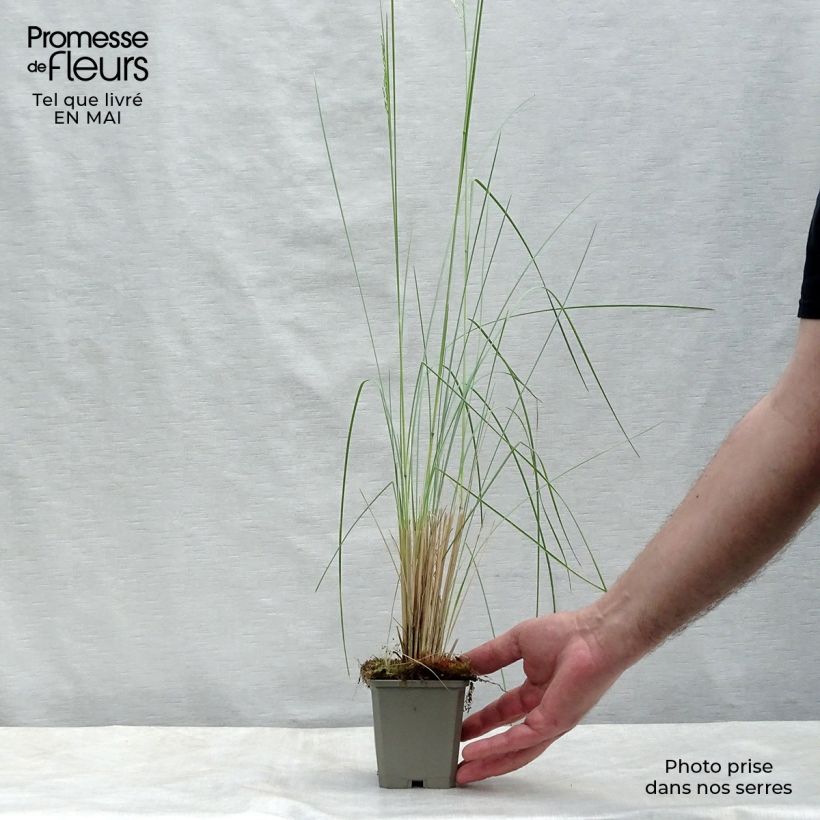 Example of Poa labillardieri - Pâturin Godet de 8/9 cm as you get in printemps