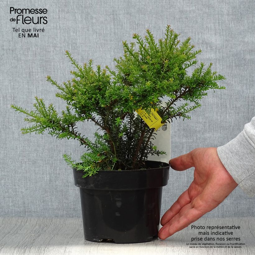 Spécimen de Podocarpus Chocolate Box Pot de 2L/3L tel que livré au printemps