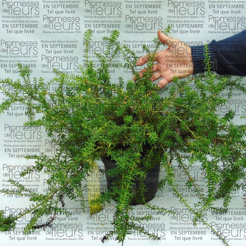 Example of Podocarpus des neiges - Podocarpus nivalis                                Pot de 2L/3L as you get