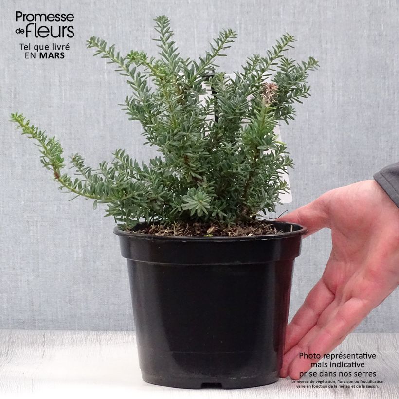Example of Podocarpus lawrencii Blue Gem                    Pot de 2L/3L as you get in printemps