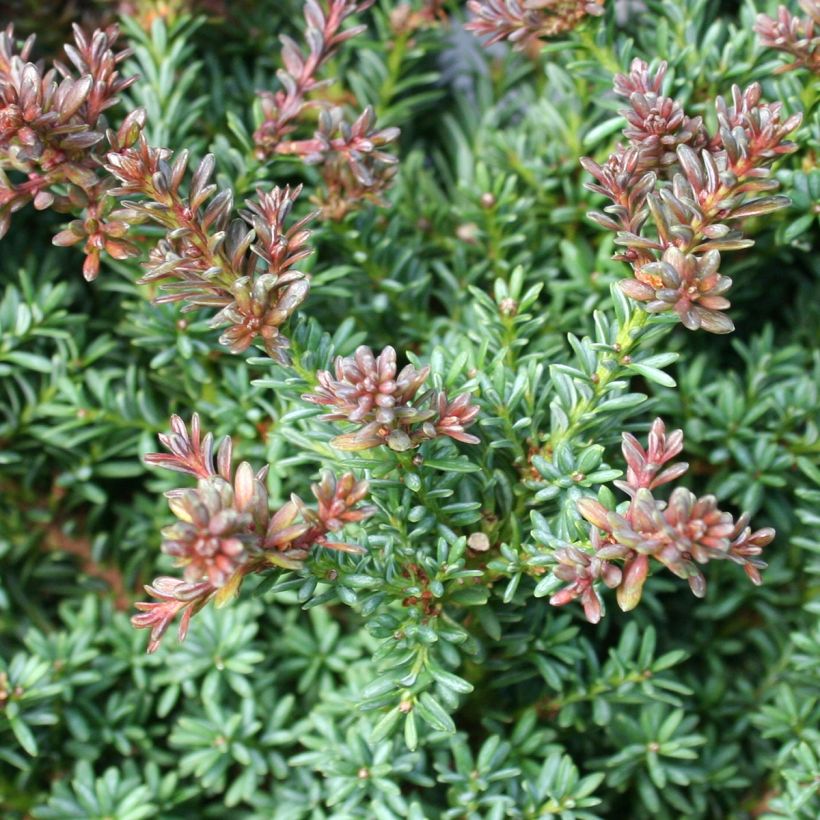 Podocarpus lawrencii Red Tip (Foliage)