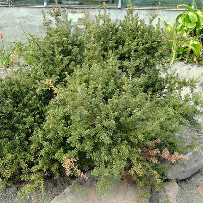 Podocarpus des neiges - Podocarpus nivalis                                (Plant habit)