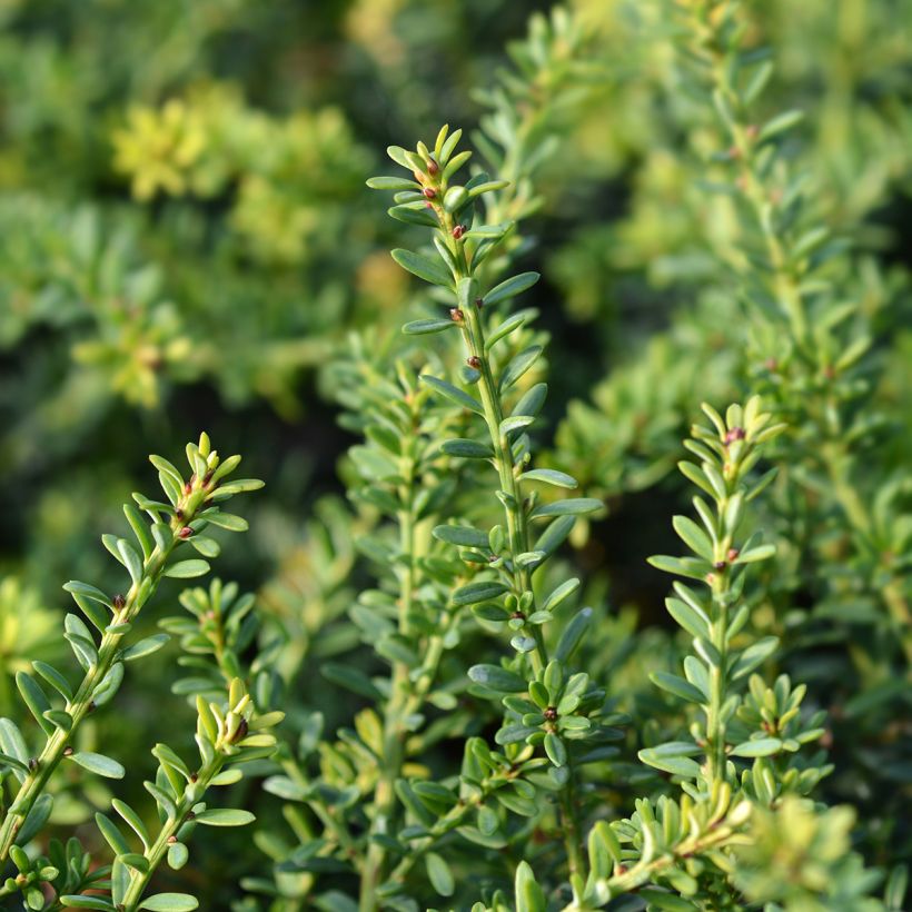 Podocarpus lawrencii Blue Gem                    (Foliage)