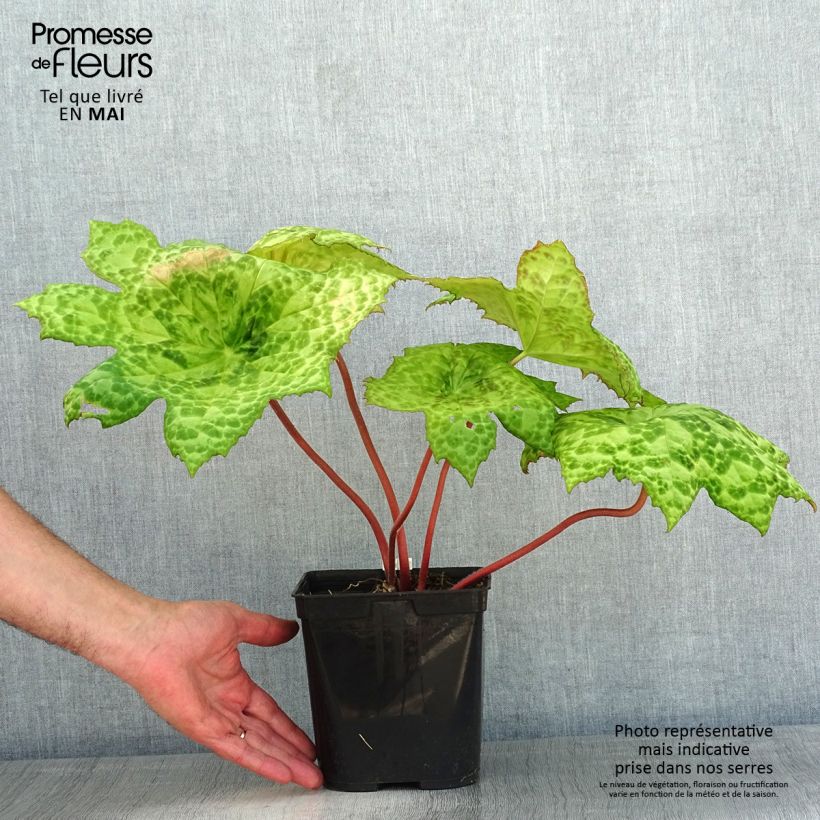 Example of Podophyllum Spotty Dotty - Dysosma Pot de 3L/4L as you get in printemps
