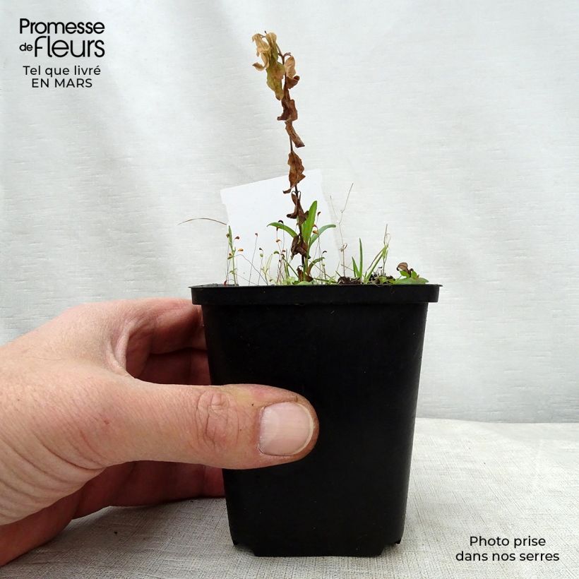 Example of Podophyllum peltatum Godet de 8/9 cm as you get in printemps