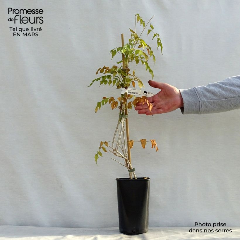 Example of Podranea ricasoliana - Bignone rose Pot de 2L/3L as you get in printemps