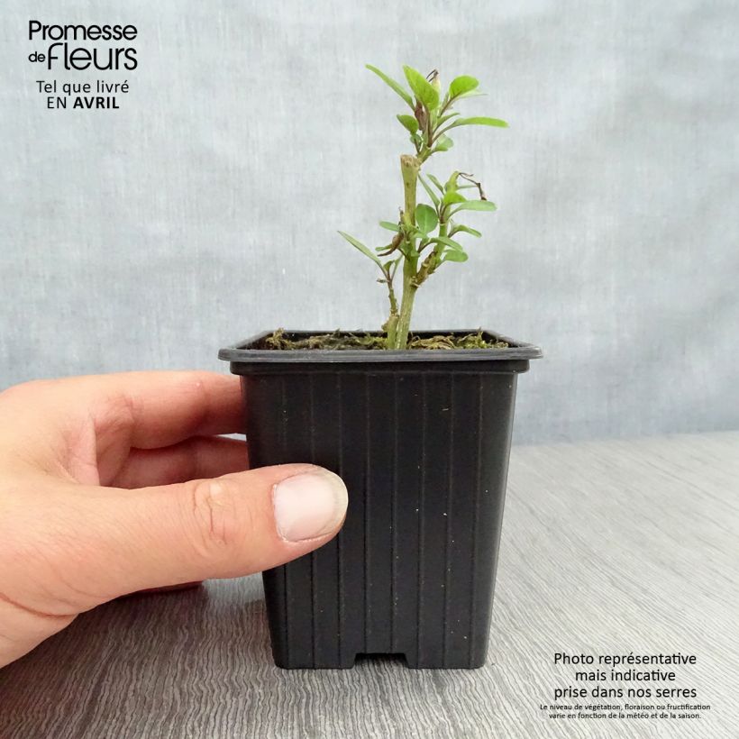 Example of Melon Poire - Pépino - Solanum muricatum Godet de 7/8 cm as you get in printemps