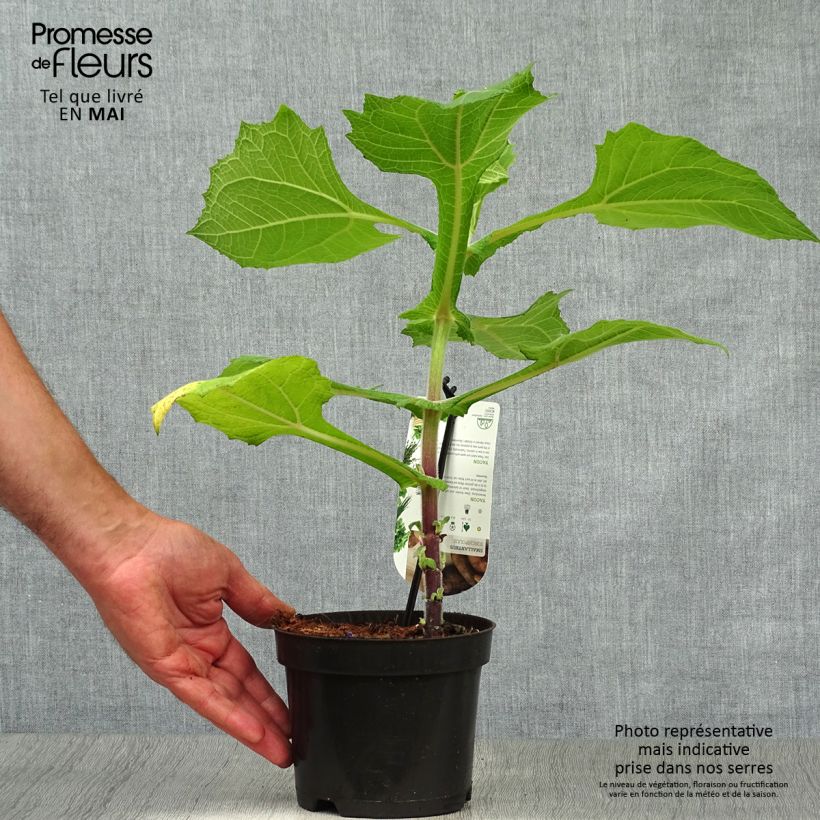 Example of Poire de terre ou Yacón - Smallanthus sonchifolius Pot de 1,5L/2L as you get in printemps