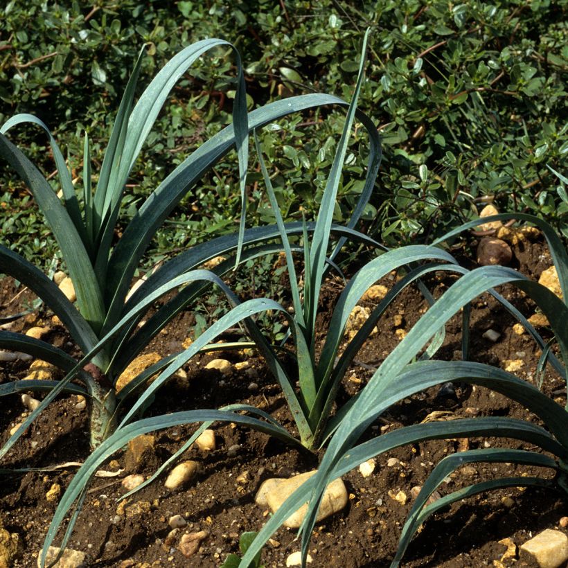 Poireau Bleu de Solaise - Allium porrum (Plant habit)