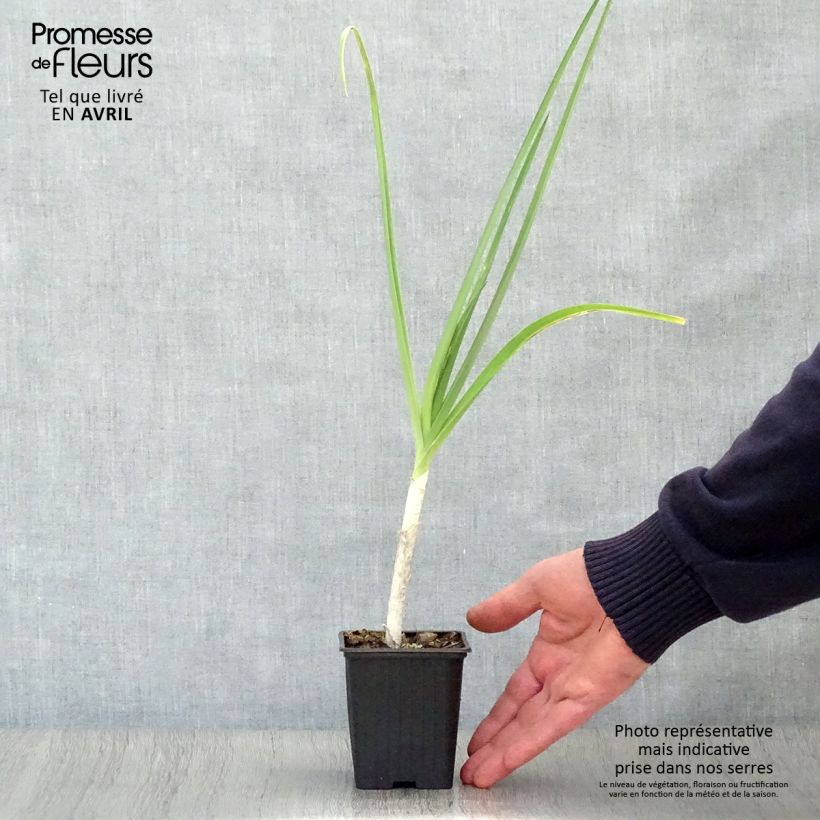 Spécimen de Poireau perpétuel des vignes BIO - Allium ampeloprasum - Poireau vivace Godet de 7/8 cm tel que livré au printemps