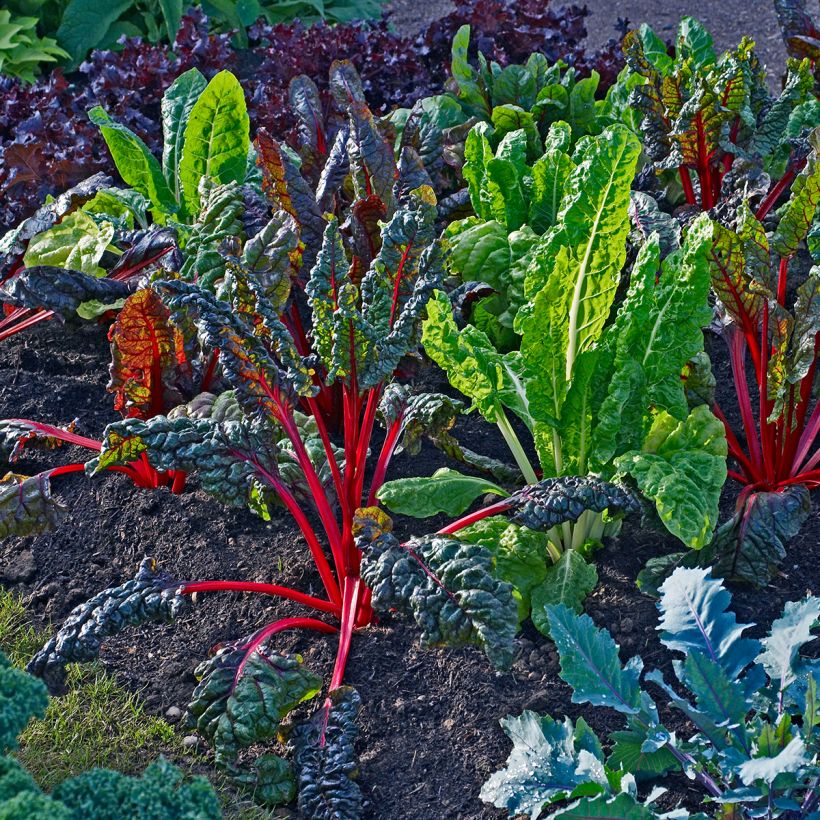 Poirée Bright Lights (Plant habit)