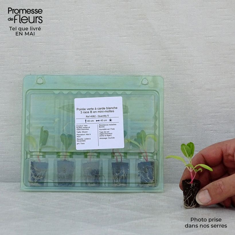 Spécimen de Poirée verte à carde blanche 3 race B en plants Mini-motte Ø 1,5/2,5 cm, Livré en hauteur de 5 à 10 cm tel que livré au printemps