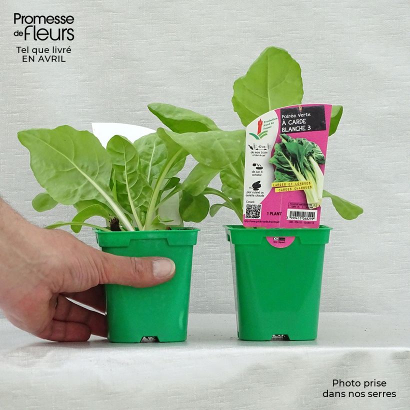 Spécimen de Poirée verte à carde blanche 3 race B en plants Pot de 10 cm/11cm tel que livré au printemps