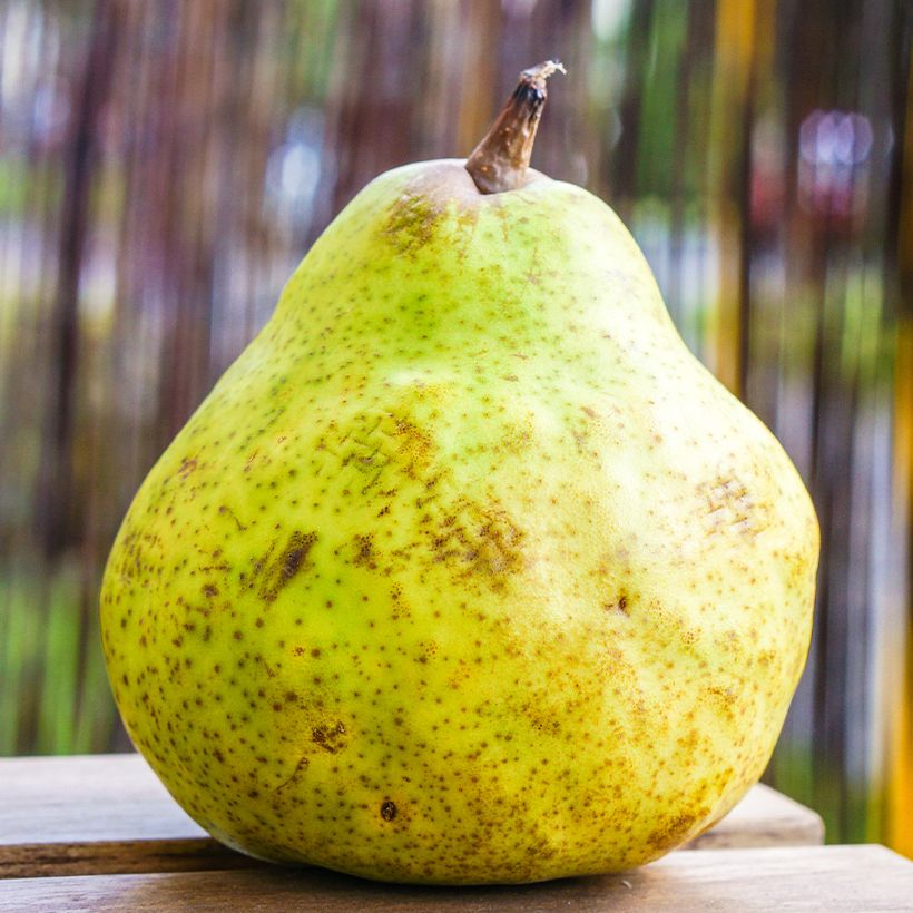 Poirier Bergamote de Parthenay Bio (Récolte)